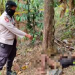 Polisi menangani penemuan mayat pria di kebun Tunjung Teja, Kabupaten Serang.